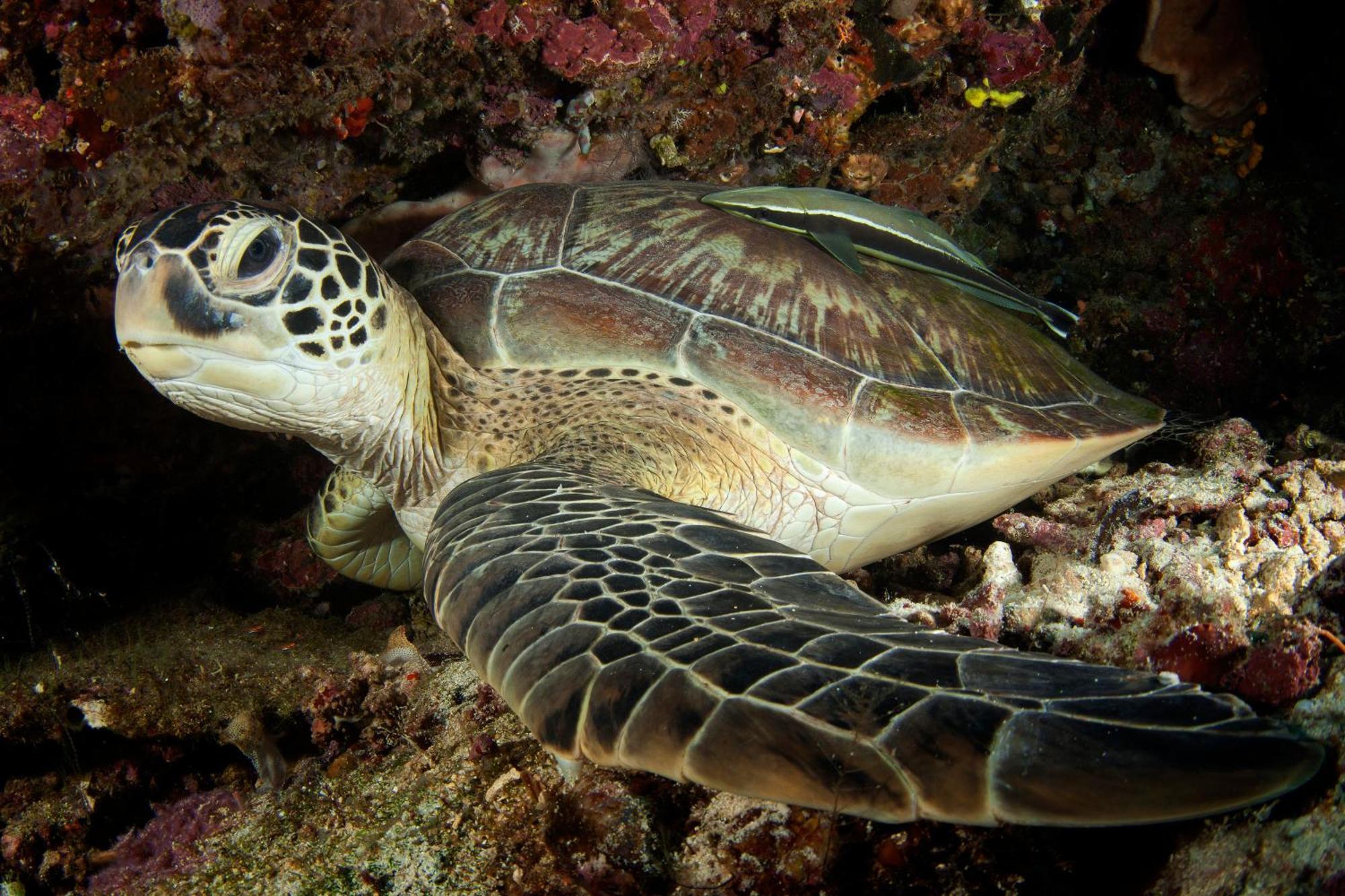 Siladen Resort & Spa Bunaken Dış mekan fotoğraf
